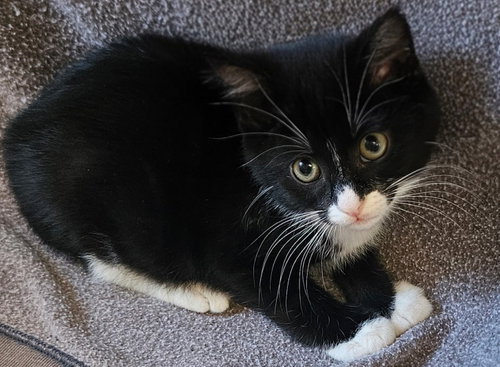 Armani, Baby Domestic Long Hair / Mixed (short coat), cat for adoption in Cupertino, California