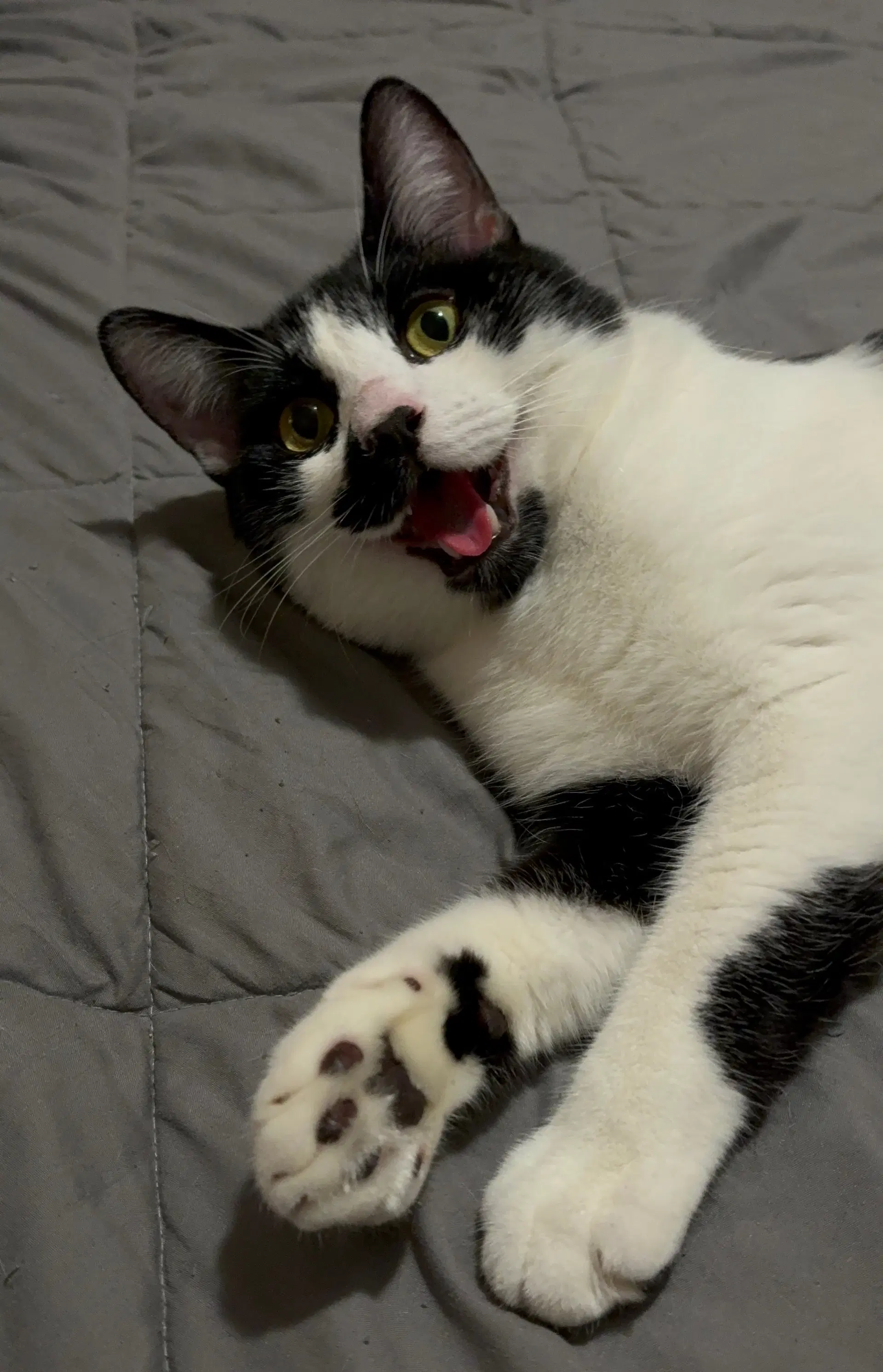 Pepper - Domestic Medium Hair