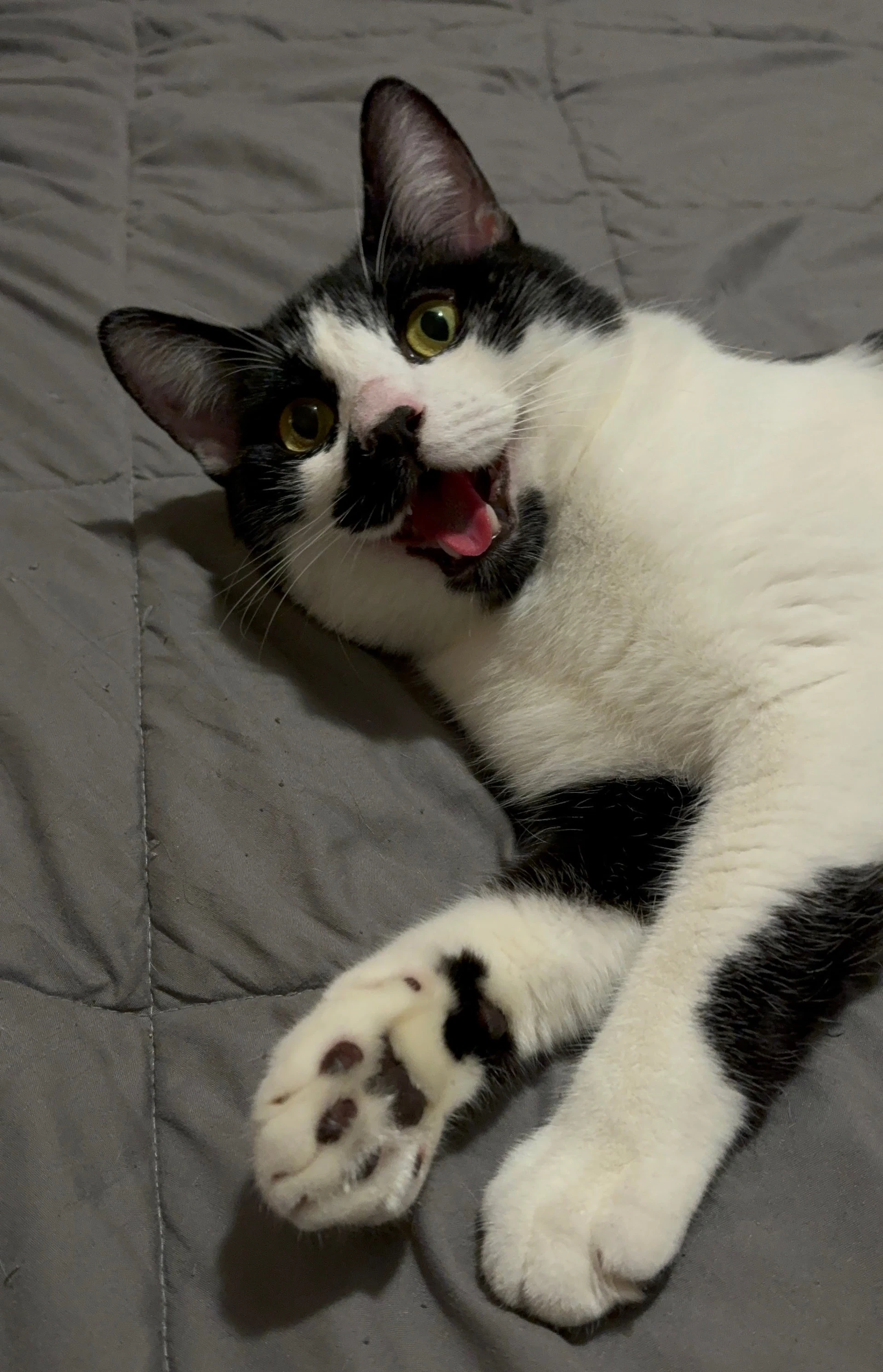 Pepper