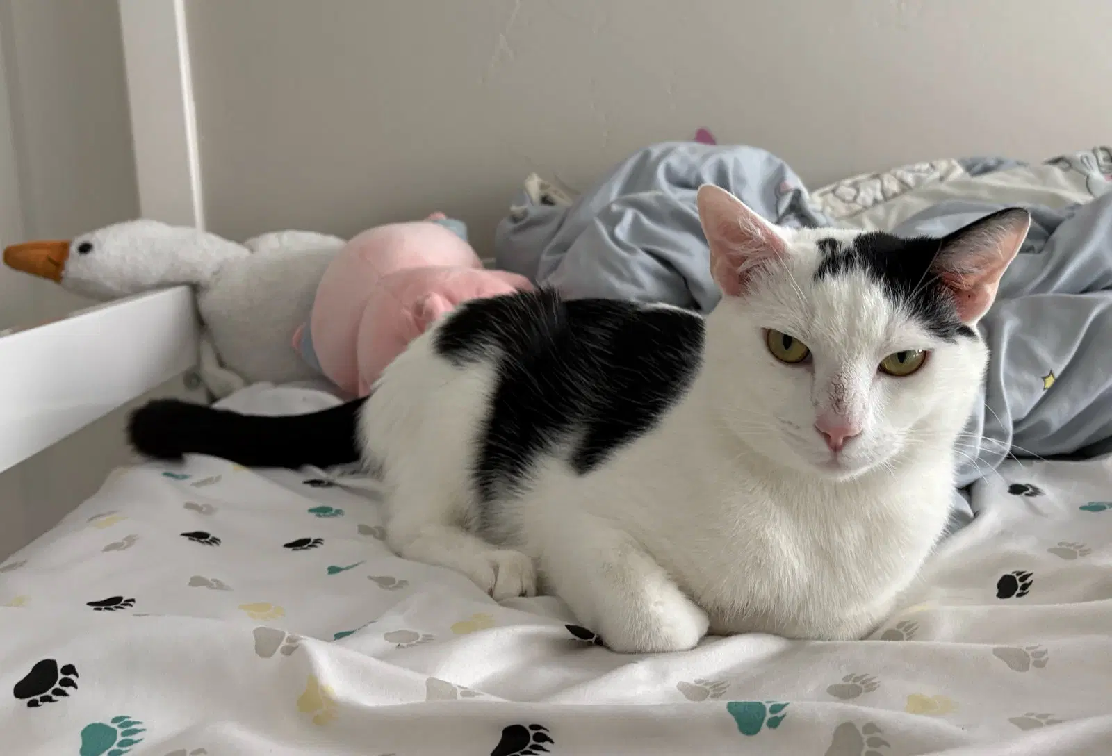 Moo image 3