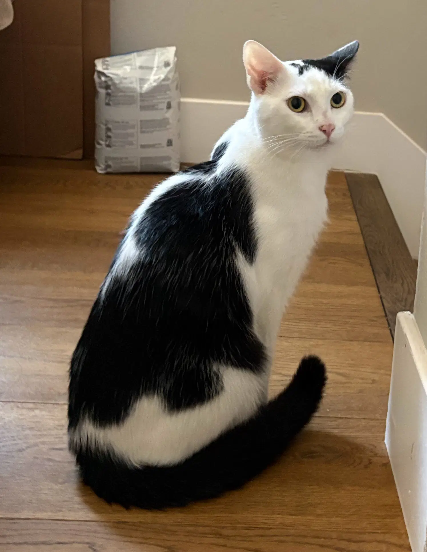 Moo - Domestic Medium Hair
