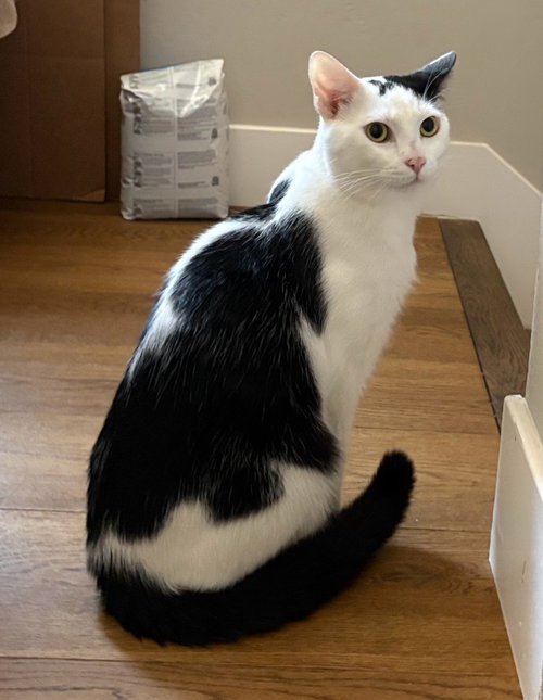 Moo, a cat for adoption from Tailchaser Rescue