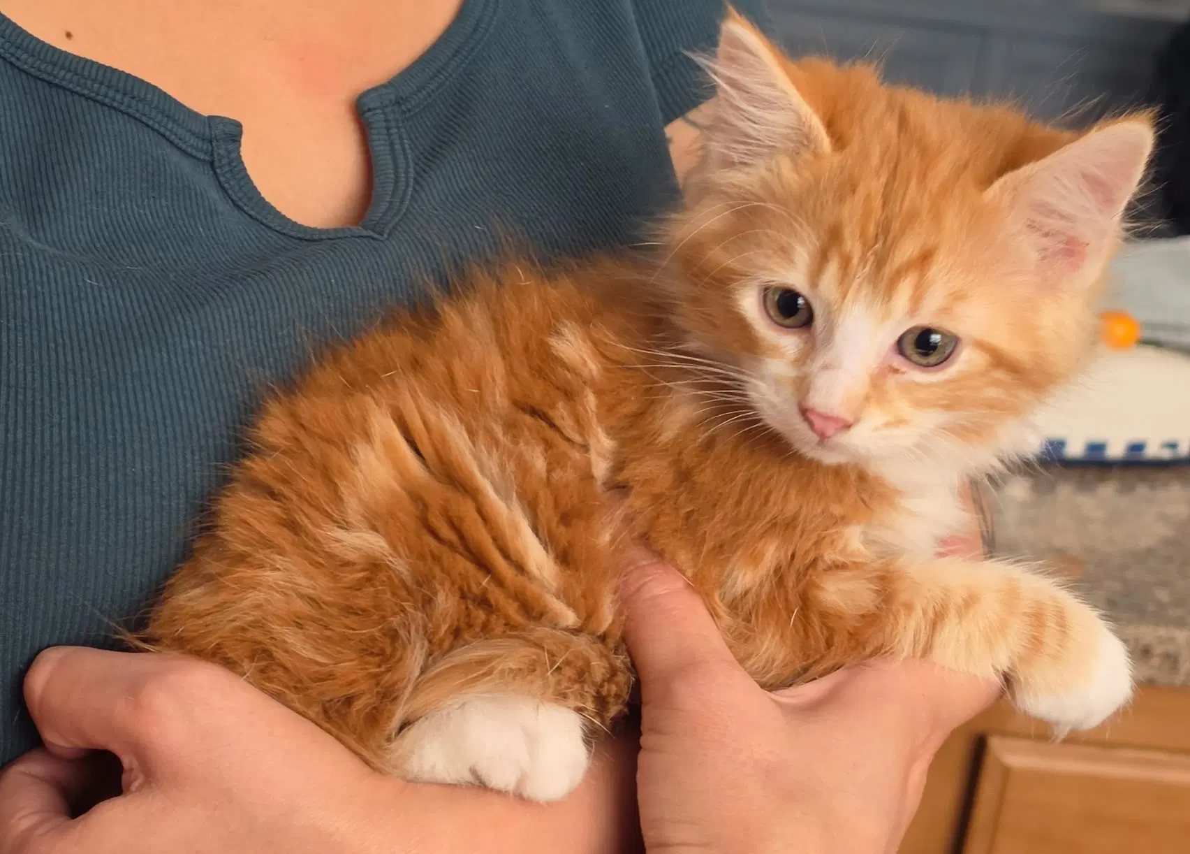 Aspen - Domestic Medium Hair