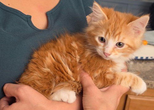 Aspen, a cat for adoption from Tailchaser Rescue