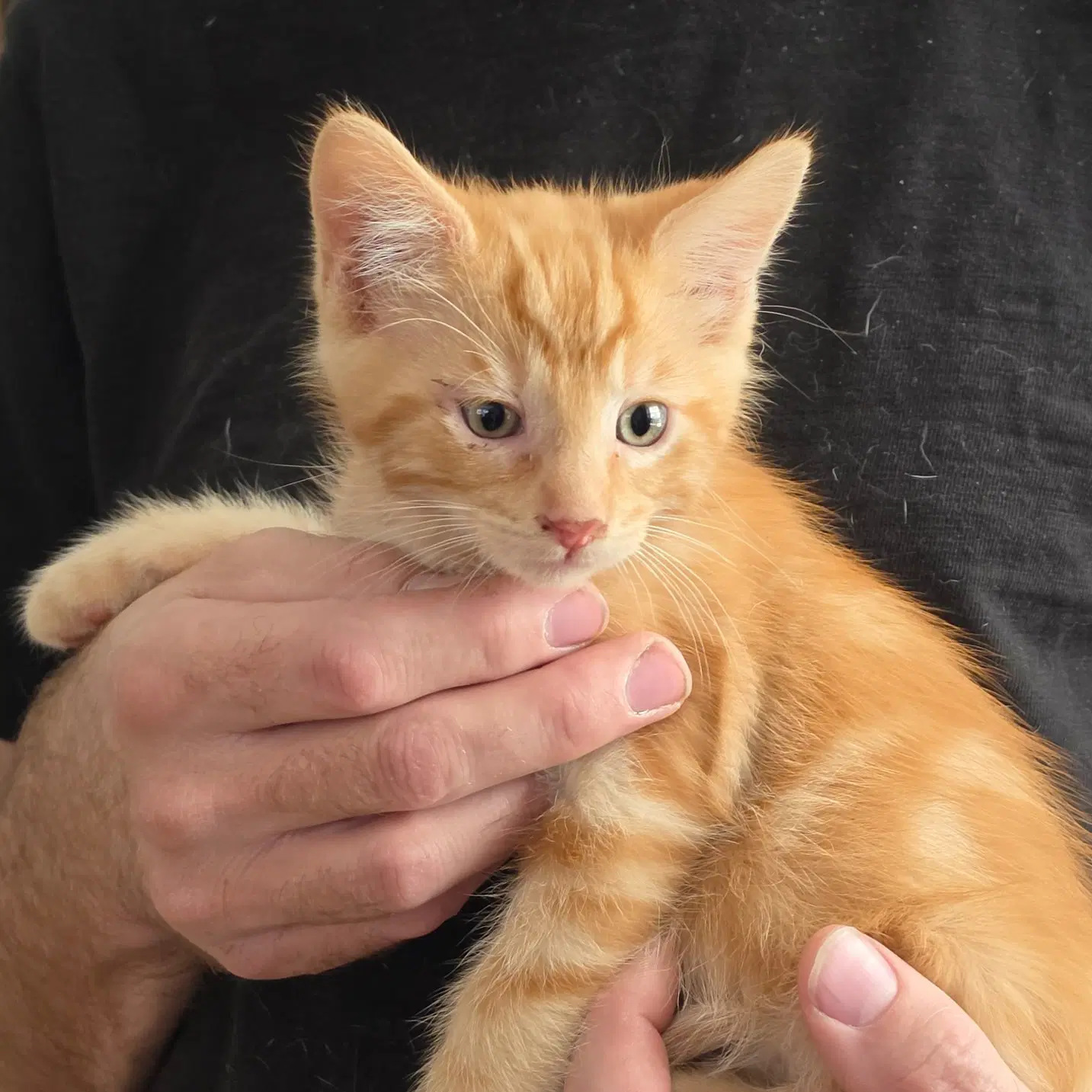 Russett - Domestic Medium Hair