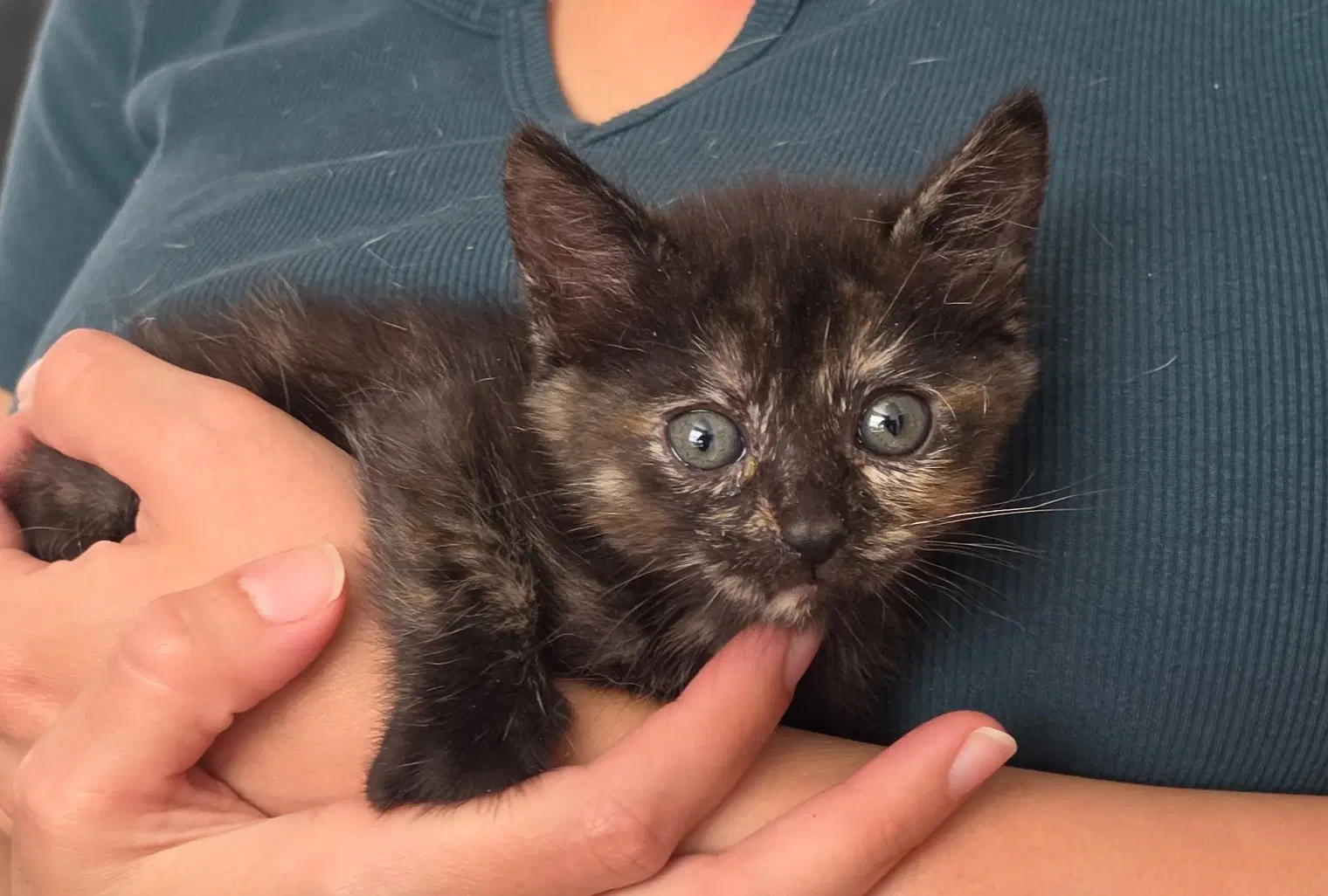 Amber - Domestic Short Hair