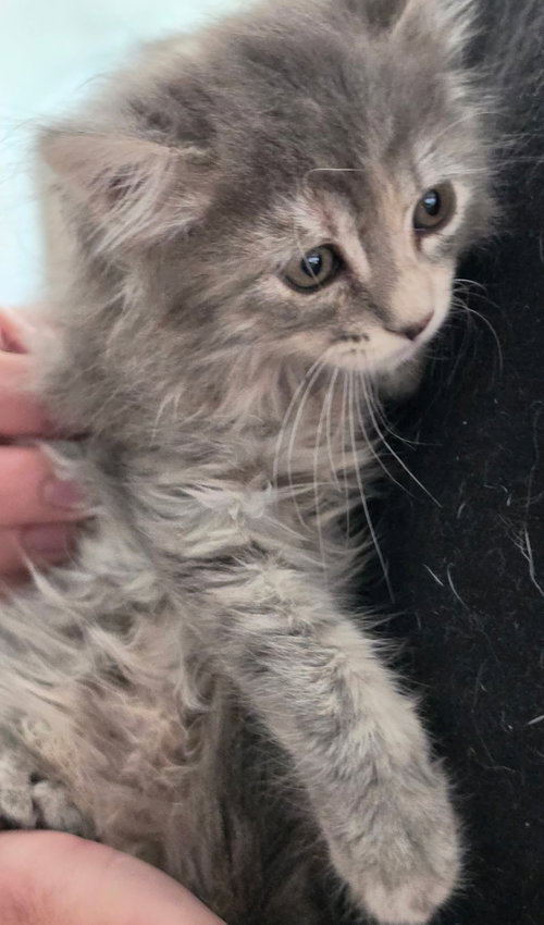 Photo 2 of Willow