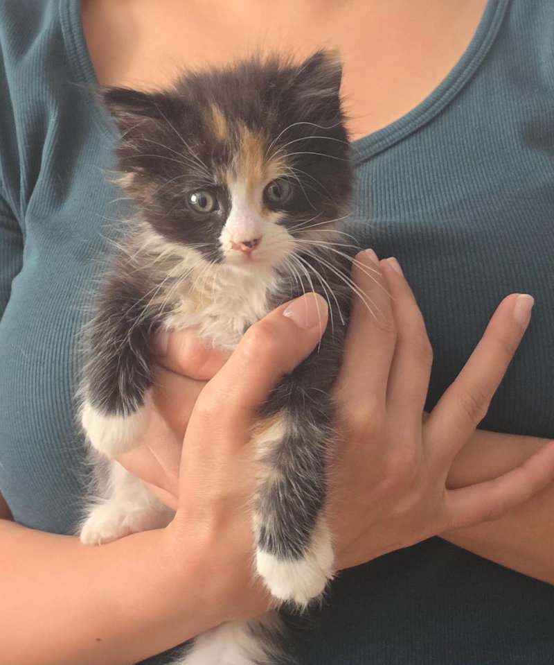 Hazel, a female kitten up for adoption