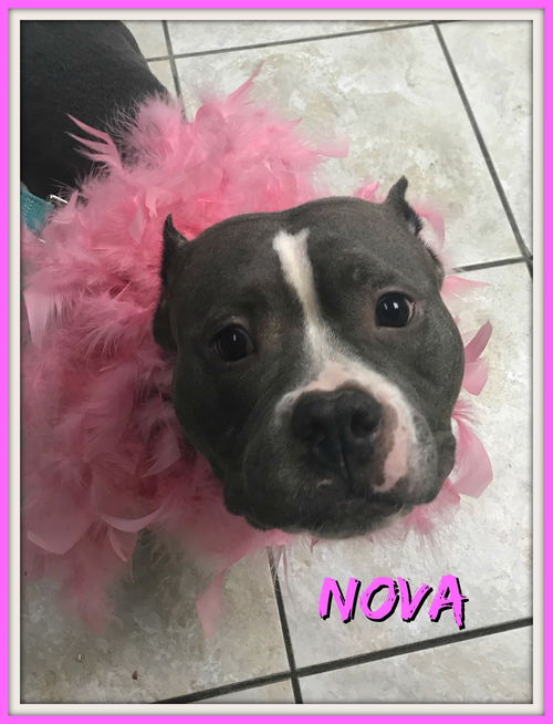 Nova