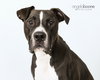 Champ - Photo 4