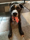 Champ - Photo 5