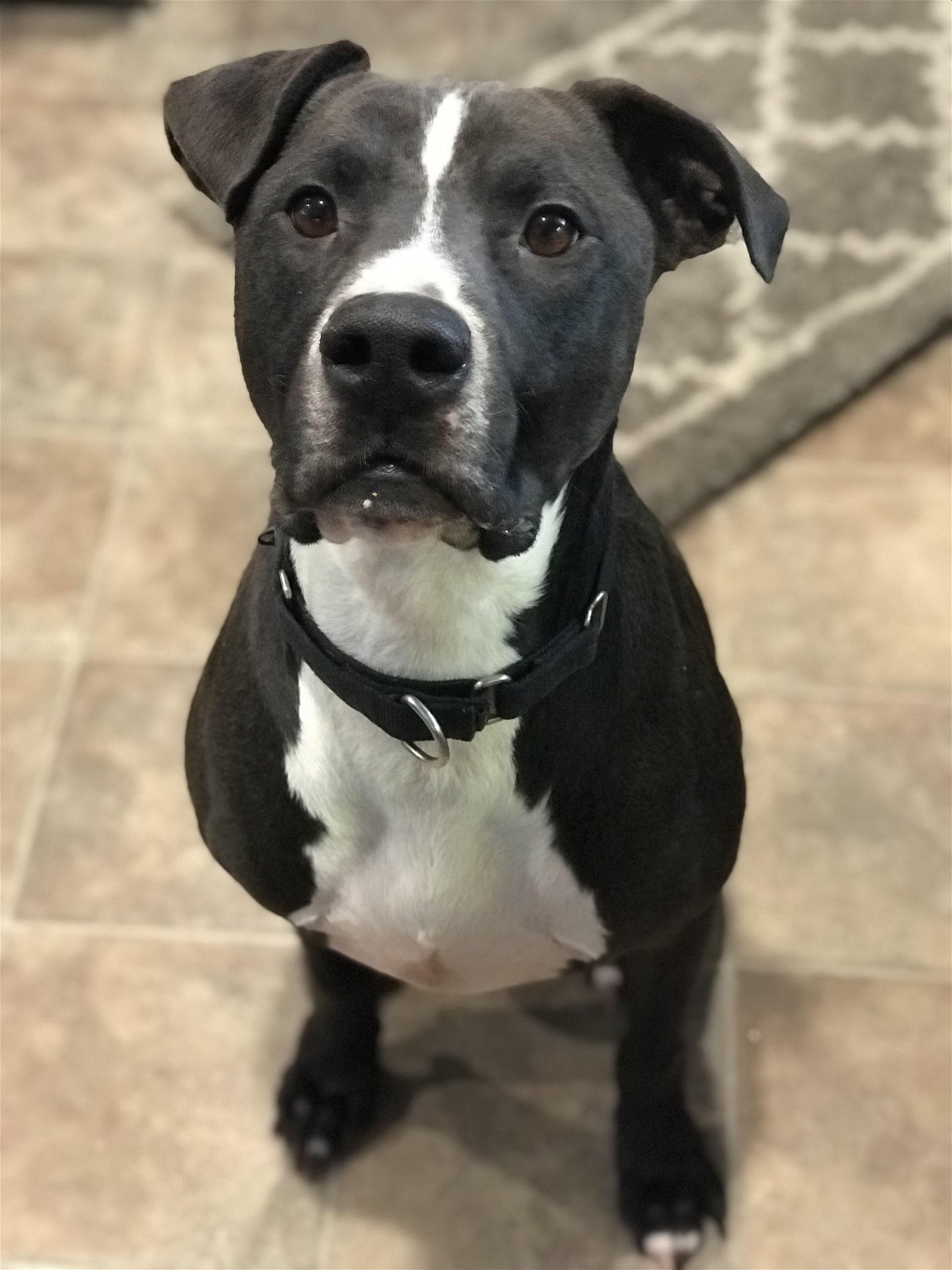 adoptable Dog in Minneapolis, MN named Champ