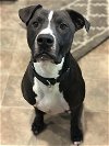 adoptable Dog in minneapolis, MN named Champ