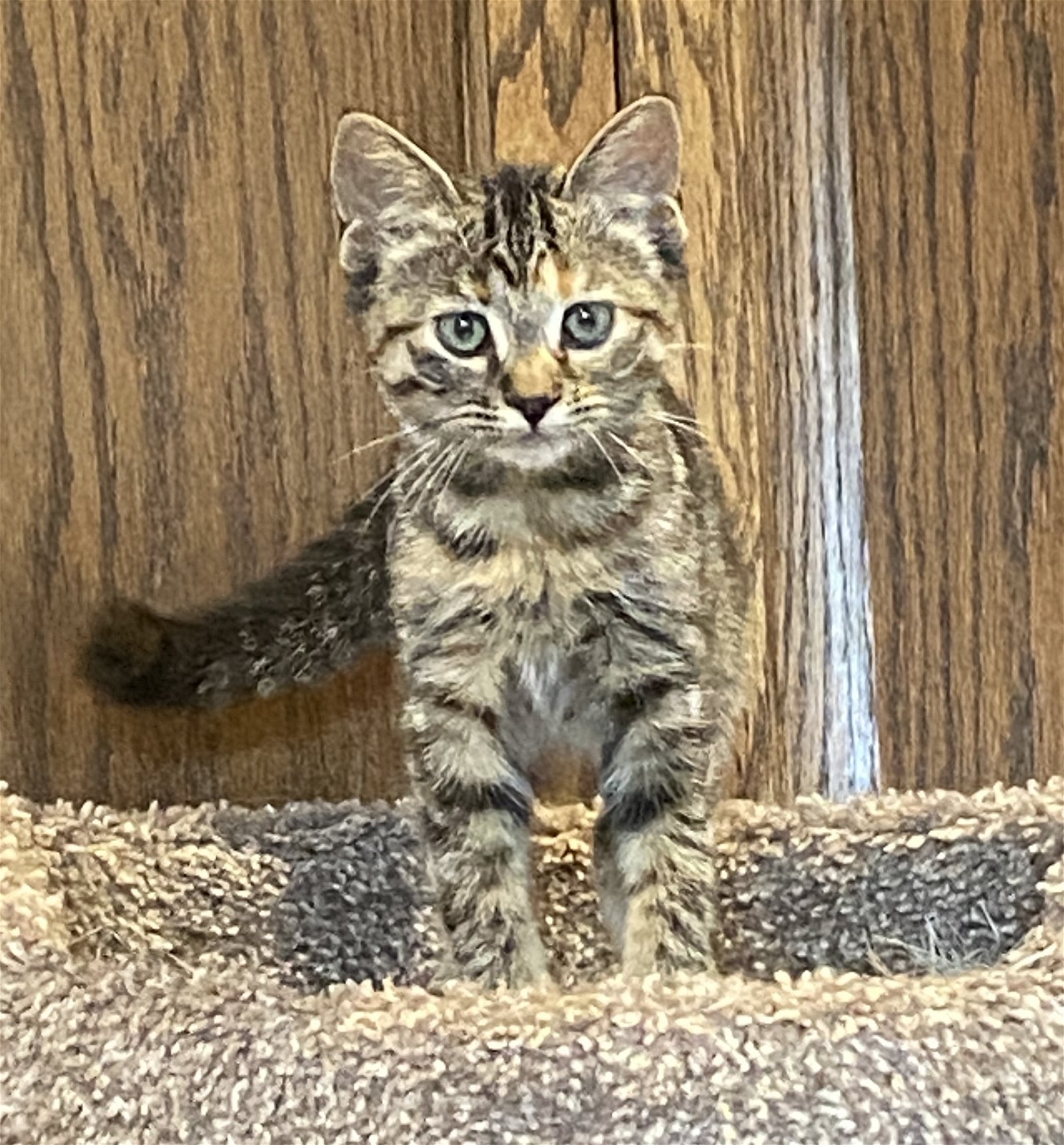 adoptable Cat in Minneapolis, MN named Ziva