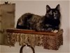 adoptable Cat in minneapolis, MN named Adele ~BONDED WITH HALLE BERRY~ Shop Cats