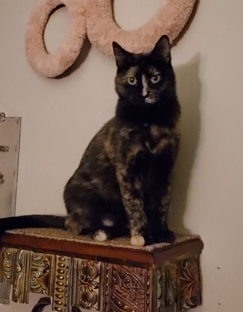 ADELE ~BONDED WITH HALLE BERRY~ SHOP CATS - Tortoiseshell / Domestic Short Hair available for adoption