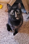 Adele ~BONDED WITH HALLE BERRY~ Shop Cats - Photo 3