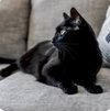 Halle Berry ~BONDED WITH  ADELE~ Shop Cats - Photo 2