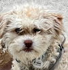 Nimbus ( Moki ) **FOSTER NEEDED**