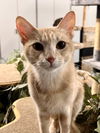 Nelly ~ADOPTION PENDING~