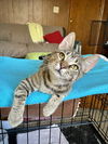 Chloe~ADOPTION  PENDING ~