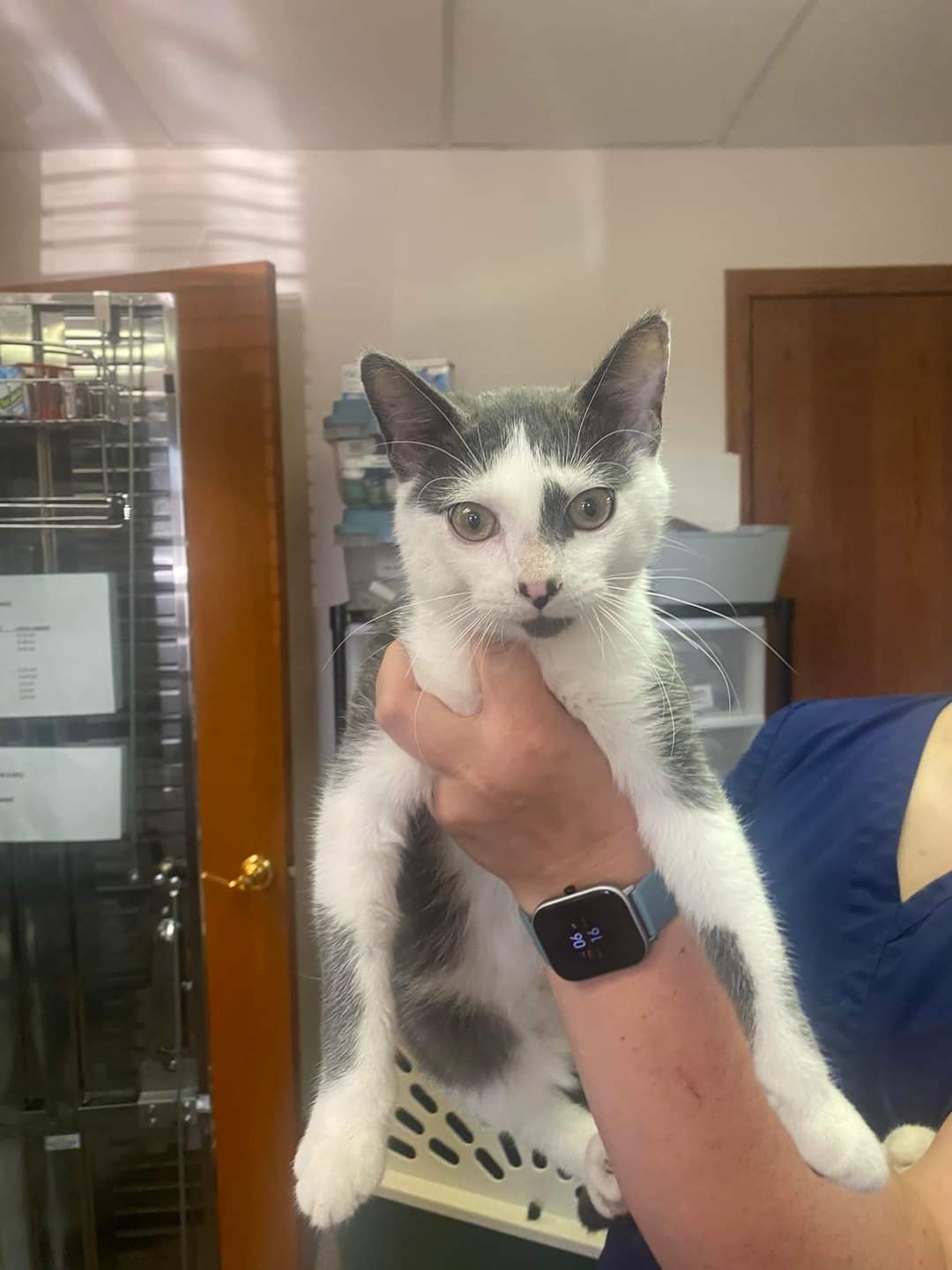 Cats for Adoption in Elk River, Minnesota | Alpha Paw
