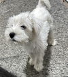 Snow ~Adoption Pending~