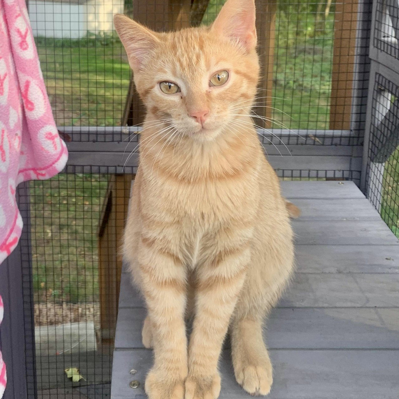 Cats for Adoption in Mcleod County, Minnesota | Alpha Paw