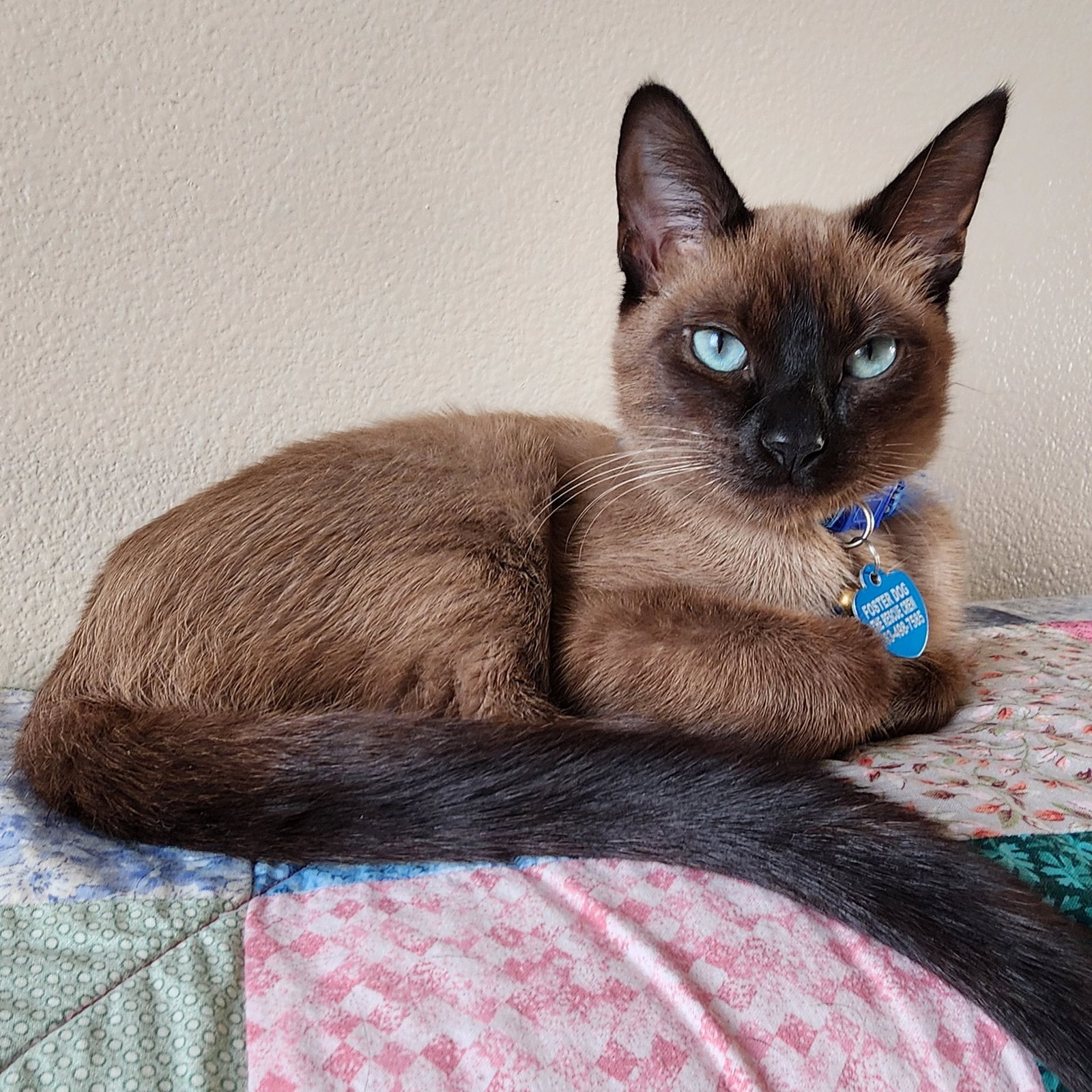 Cats for Adoption in Sibley County, Minnesota | Alpha Paw