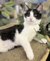 Thumbelina ~ADOPTION PENDING~