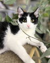 Thumbelina ~ADOPTION PENDING~