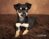 Tommie~ ADOPTION PENDING~