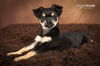 Tommie~ ADOPTION PENDING~