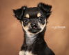 Tommie~ ADOPTION PENDING~