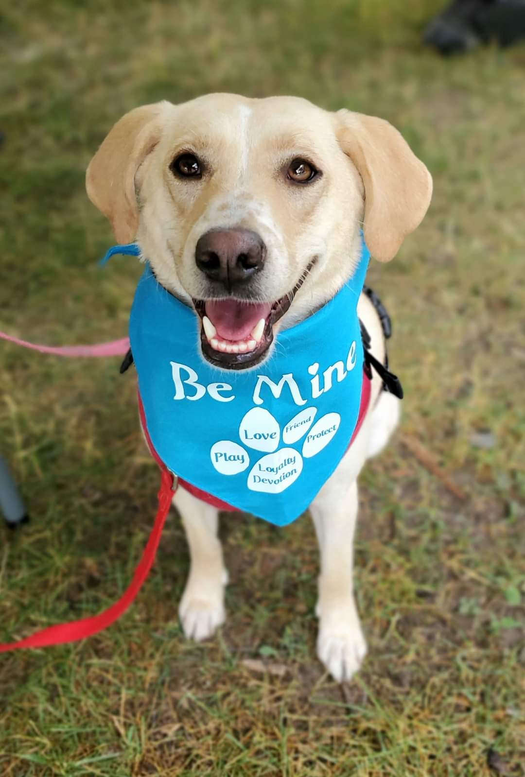 adoptable Dog in Minneapolis, MN named Tinsly