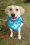 adoptable Dog in minneapolis, MN named Tinsly