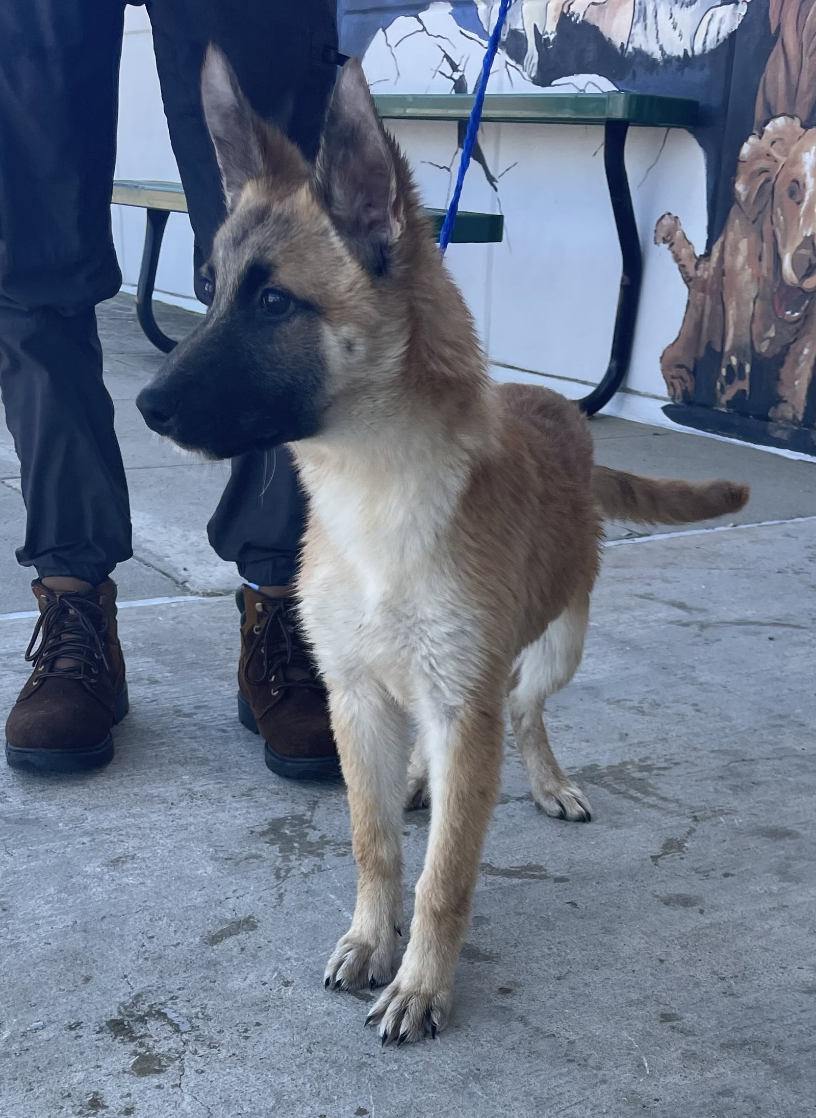 Dog for Adoption Egypt**FOSTER OR FOSTER TO ADOPT NEEDED**, a German
