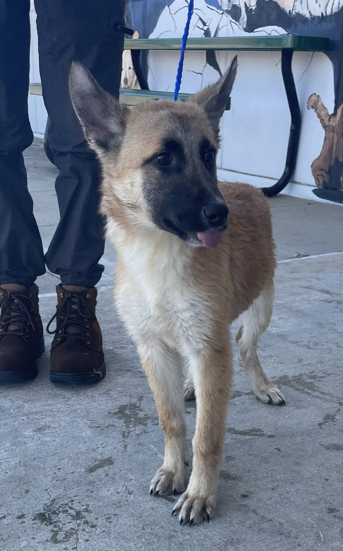 Dog for Adoption Egypt**FOSTER OR FOSTER TO ADOPT NEEDED**, a German