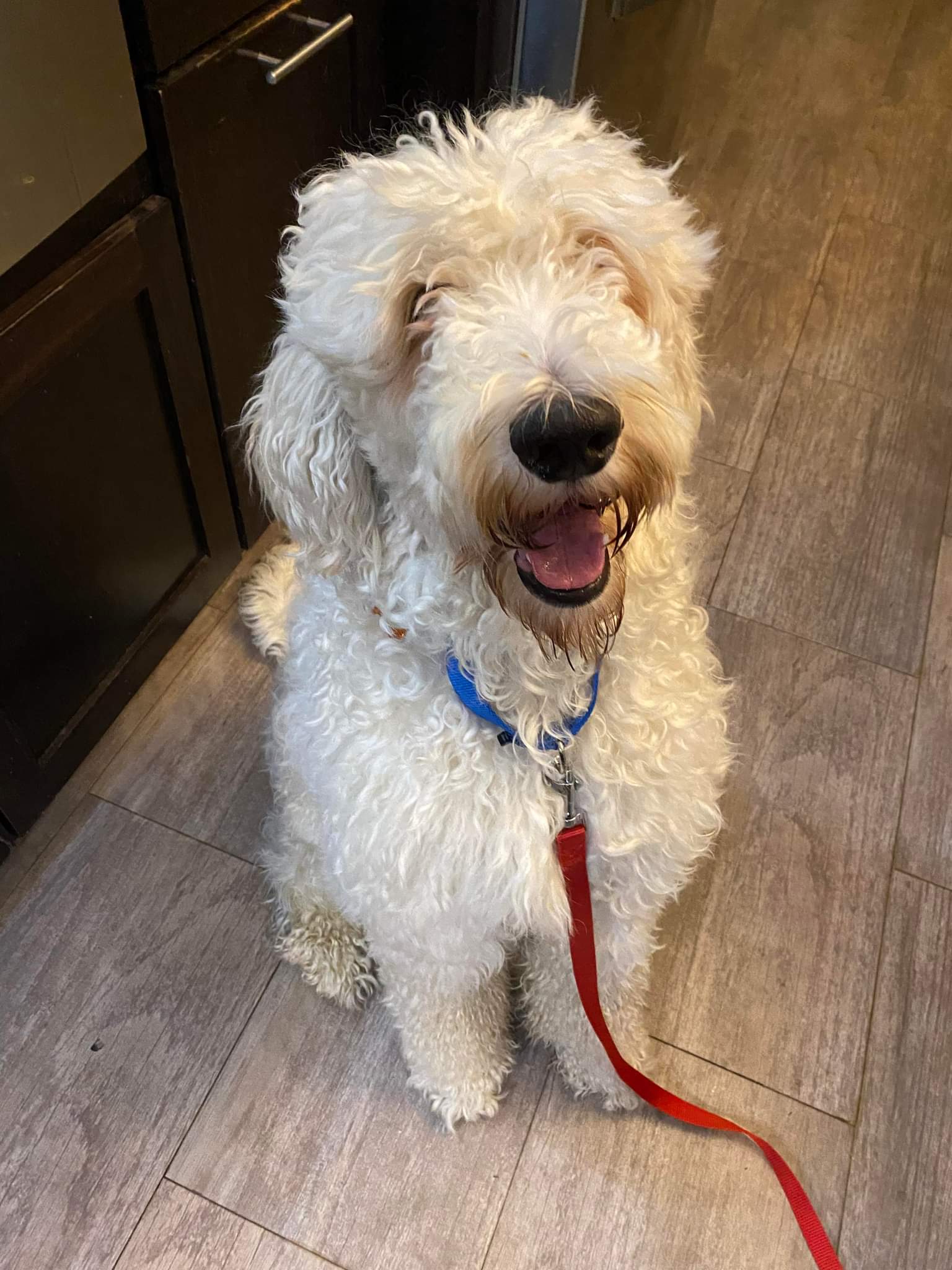 Dog for Adoption - Cloud, a Poodle (Standard) in Glencoe, MN | Alpha Paw