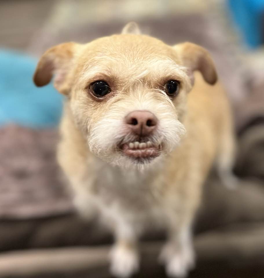 Dog for Adoption - Gladys ~Adoption Pending~, a Cairn Terrier in ...