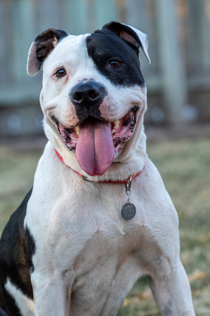 adoptable Dog in Minneapolis, MN named Groot