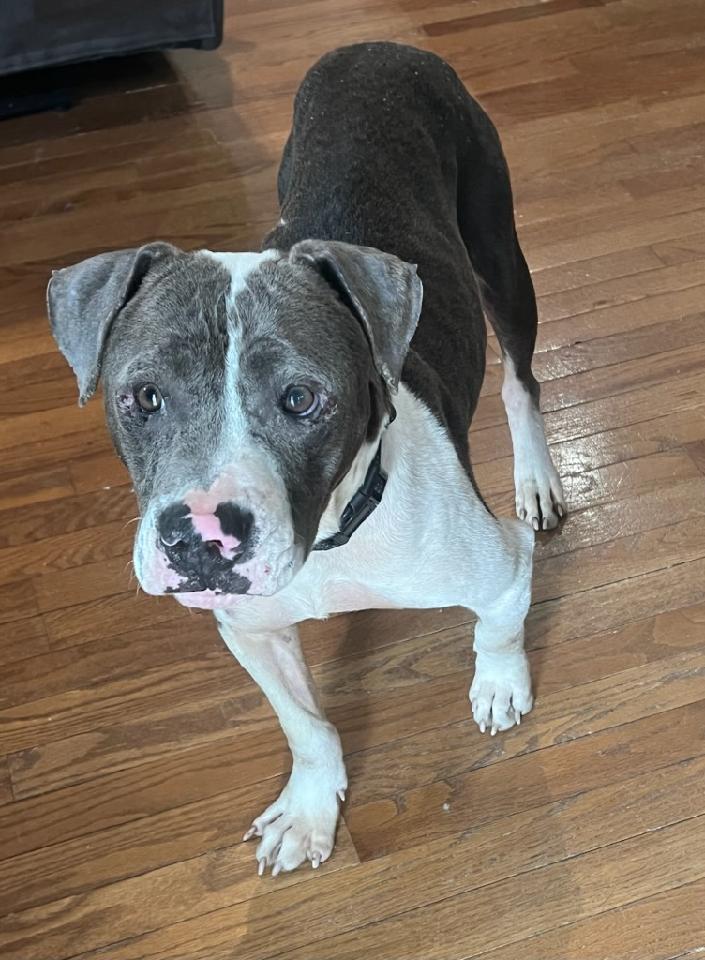 adoptable Dog in Minneapolis, MN named Gravity