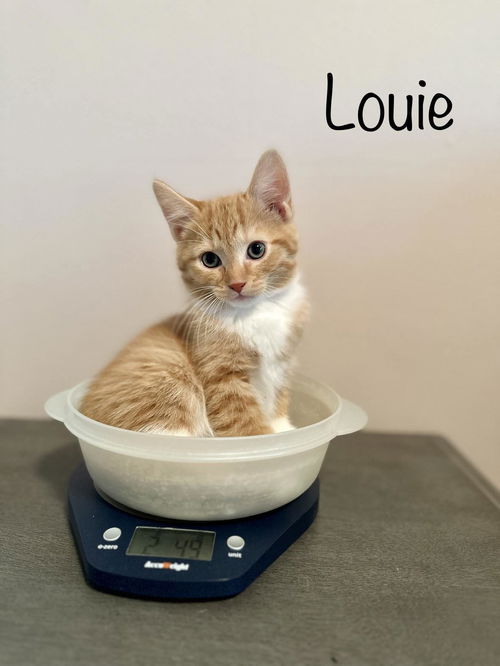 Louie