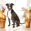 adoptable Dog in minneapolis, MN named Champ