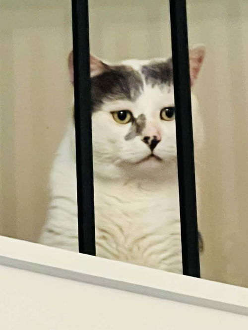 picture of the cat needing adoption