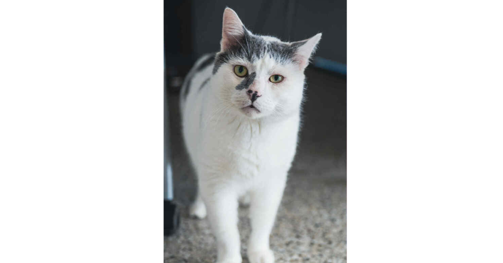 adoptable Cat in Minneapolis, MN named Coconut ~Adoption Center Cat~