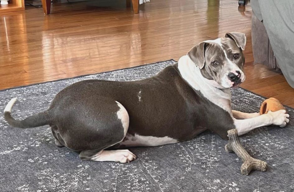 adoptable Dog in Minneapolis, MN named Gravity