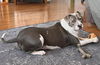 adoptable Dog in minneapolis, MN named Gravity