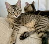 adoptable Cat in minneapolis, MN named Cupid