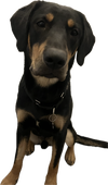 adoptable Dog in  named Temu